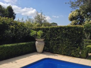 SurfSide Gardens Pool Side Elegant Hedges